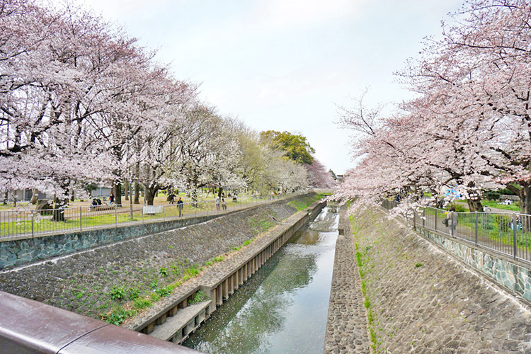 善福寺川緑地公園の桜