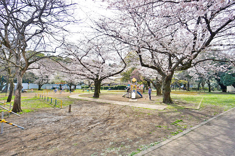 和田堀公園の桜