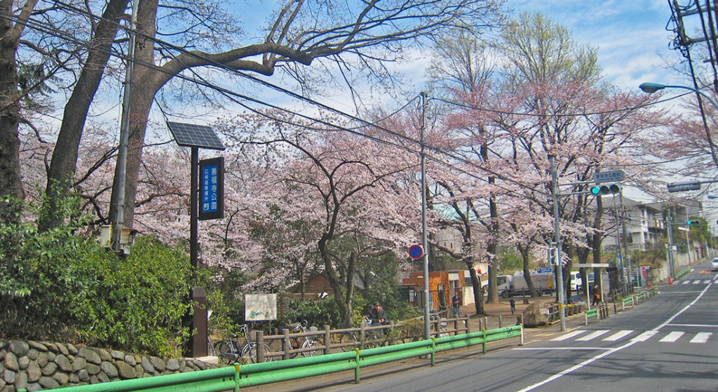 今年もお花見の季節がやってきました!杉並区のお花見 ...