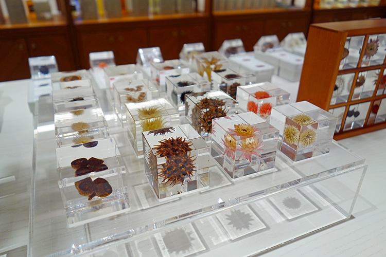 アクタス 吉祥寺店の期間限定・植物標本