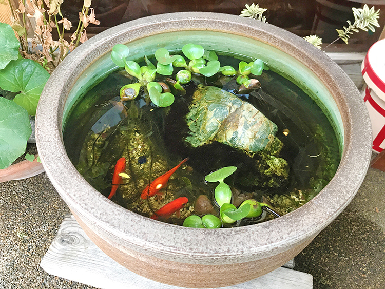 自家製十割蕎麦 や乃家の金魚