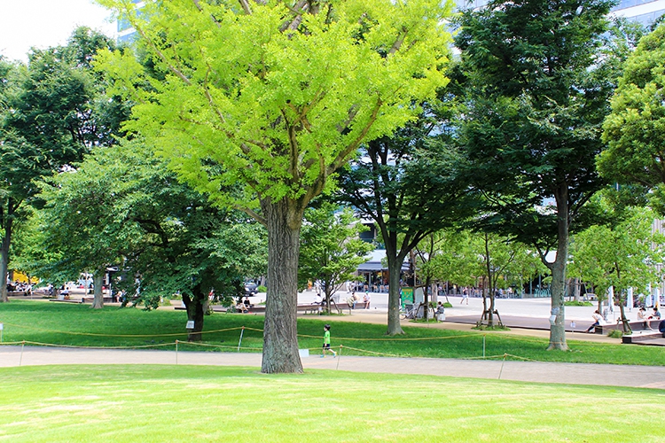 中野セントラルパークの綺麗な緑