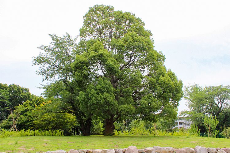 都立高井戸公園の樹木