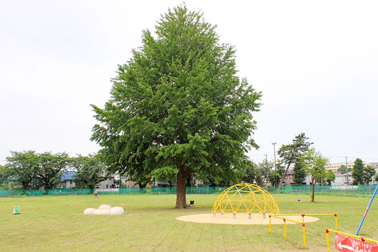 都立高井戸公園は広いです