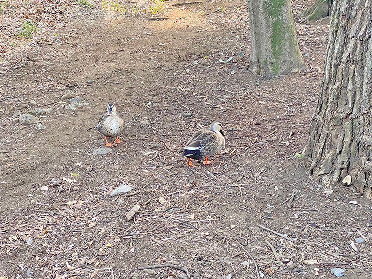 善福寺公園のカモ