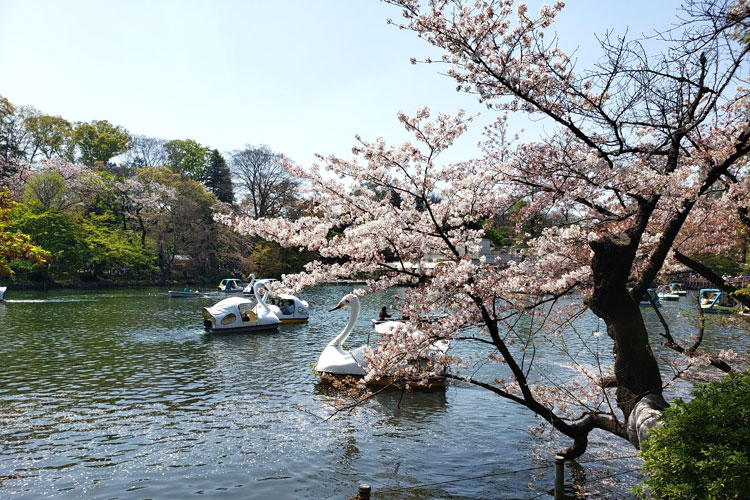 井の頭公園の桜と白鳥