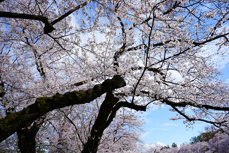 井の頭公園の桜