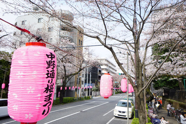 中野通りの桜