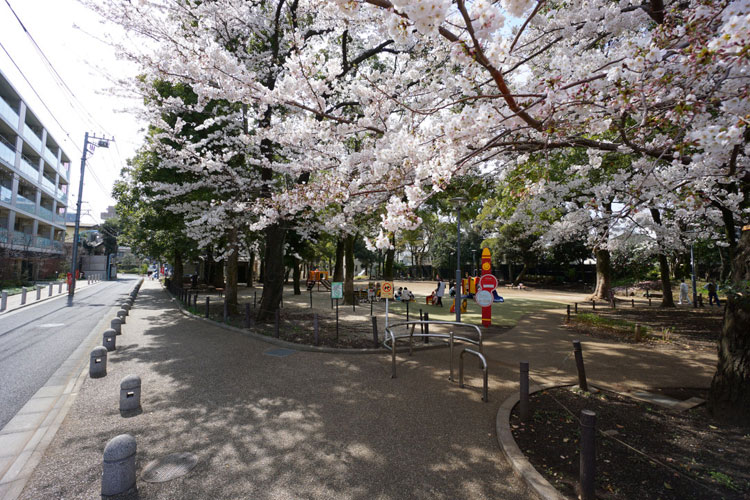 天沼弁天池公園の桜
