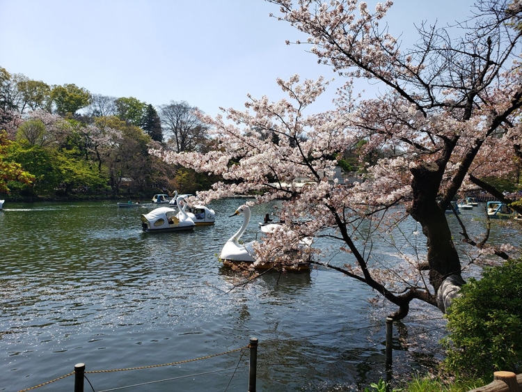 井の頭公園の桜とスワンボート