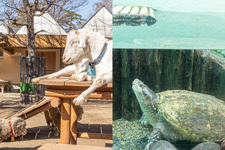 井の頭動物園のヤギと水生物園のカミツキガメ
