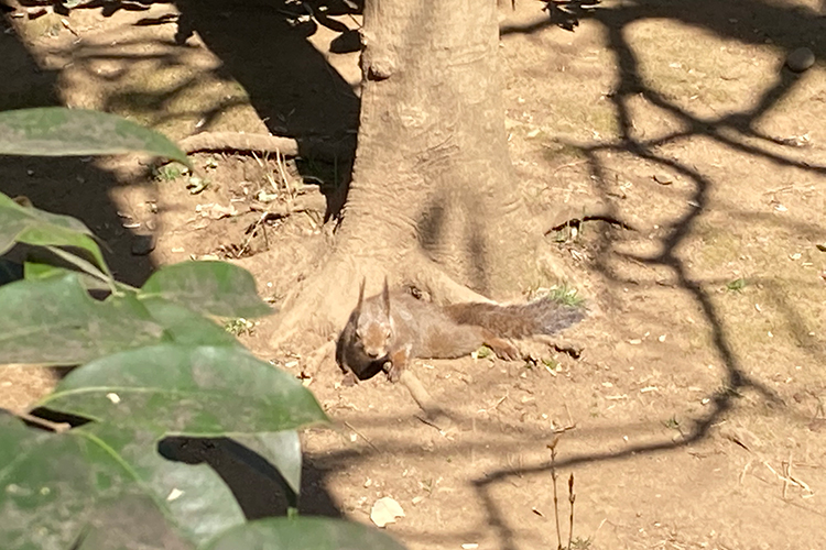 井の頭動物園のリス