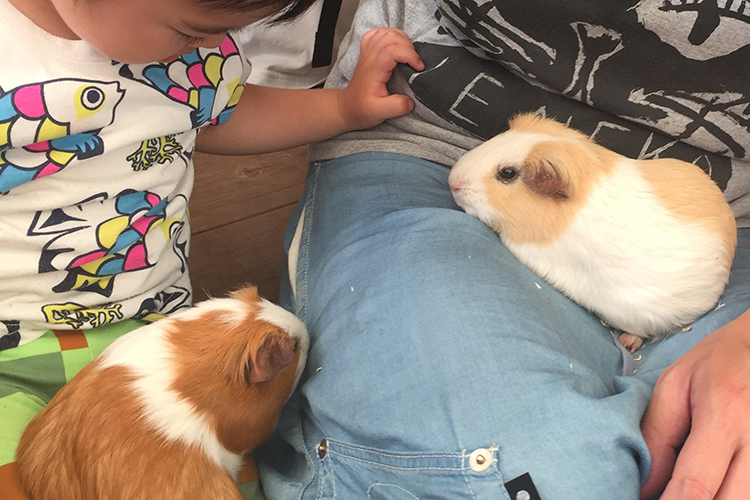 井の頭動物園のモルモットふれあいコーナー