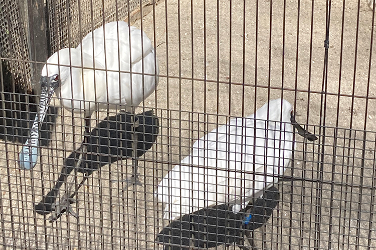 井の頭公園の水生物園のクロツラヘラサギ