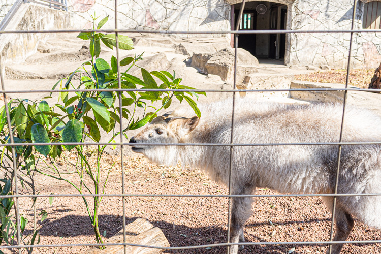 井の頭動物園のヤクシカ