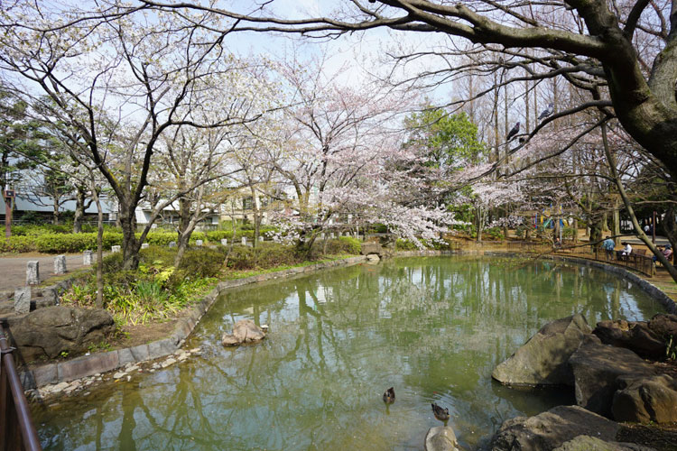 馬橋公園の桜