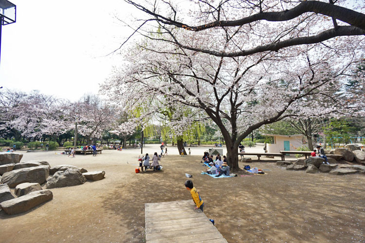 妙正寺公園の桜