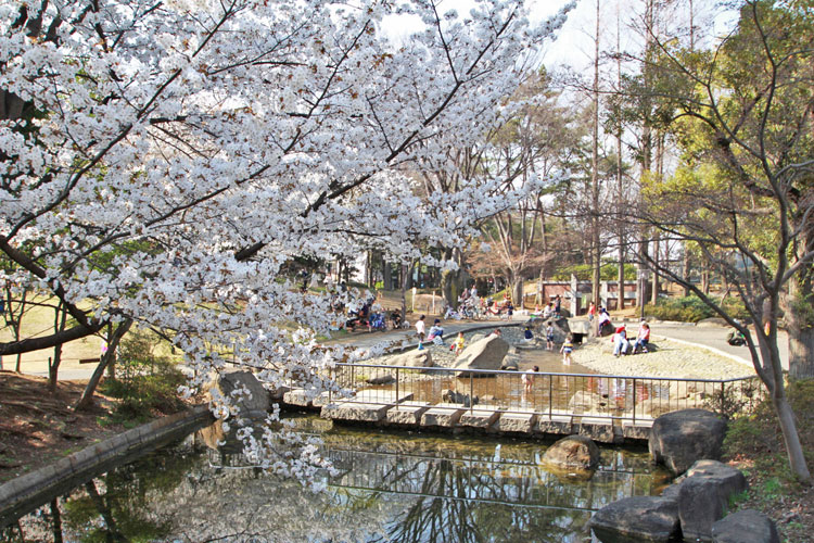 蚕糸の森公園の桜