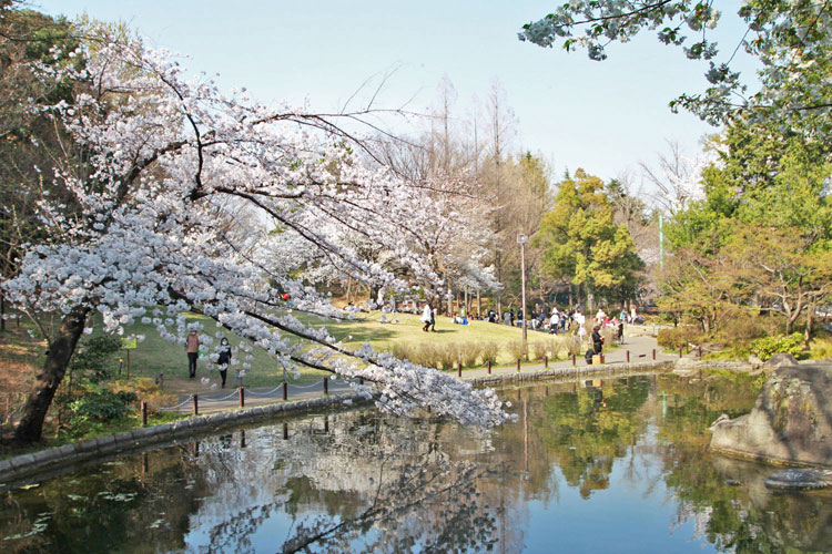 蚕糸の森公園の桜