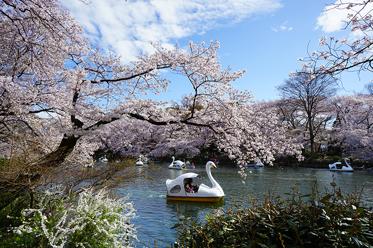 井の頭公園の池の桜