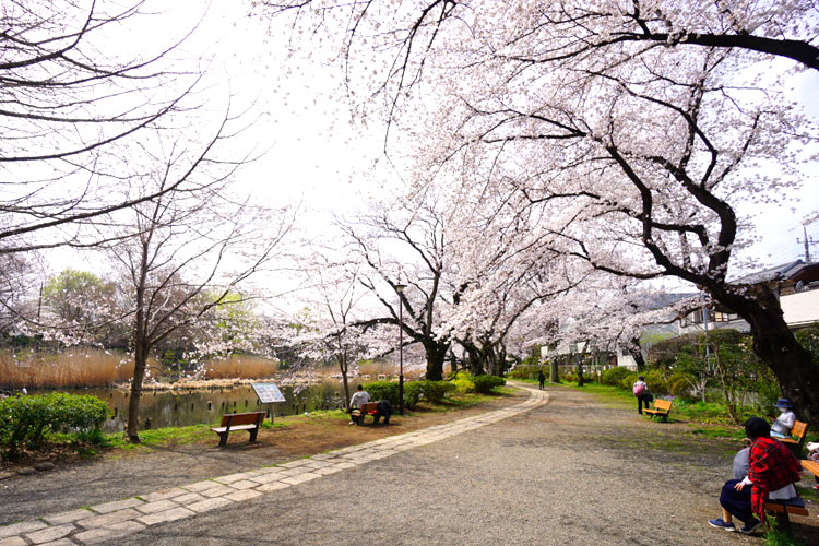 善福寺公園の桜