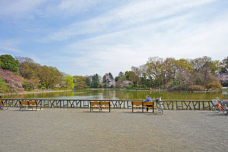 善福寺公園の池