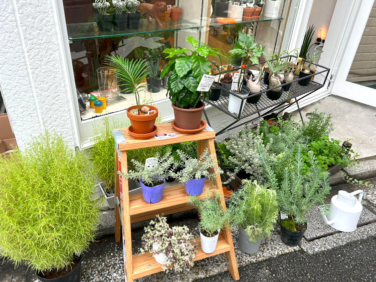 ECHO PLANTSの店頭に並ぶ植物