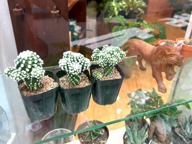 ECHO PLANTSの店内に並ぶ小さな植物