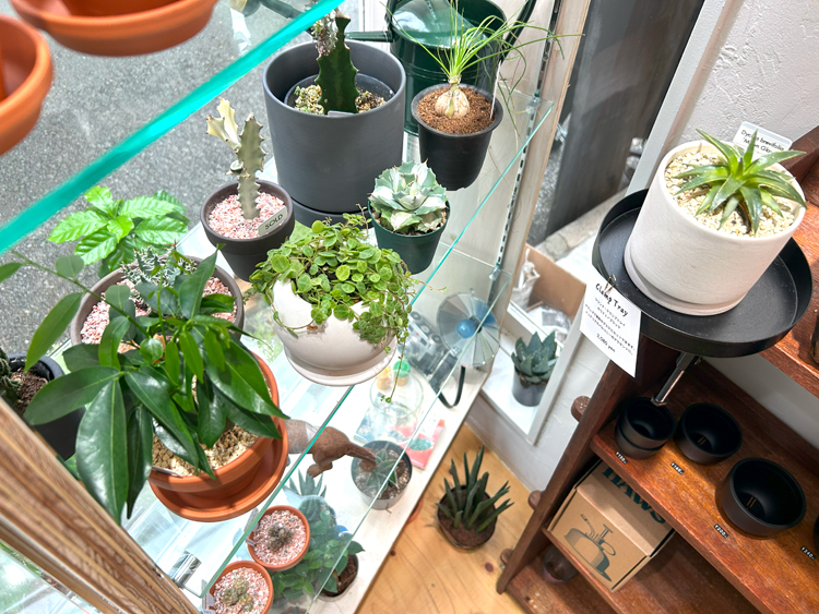 ECHO PLANTSの店内に並ぶ小さな植物