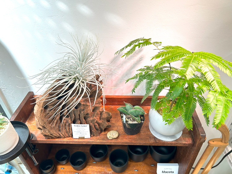 ECHO PLANTSの店内に並ぶ植物