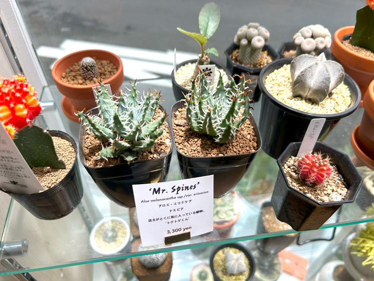 ECHO PLANTSの店内に並ぶアロエ・エリナケア