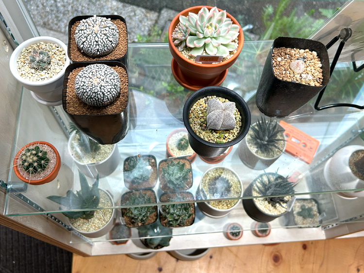 ECHO PLANTSの店内に並ぶ小さな植物