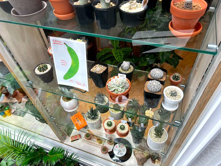 「ECHO PLANTS」の小さな植物たち