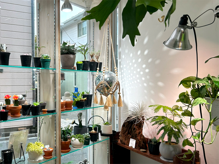 ECHO PLANTSの店内に並ぶ植物
