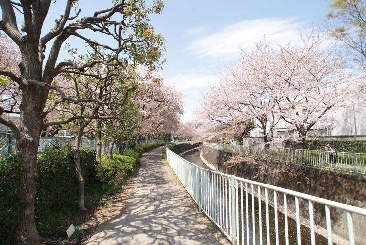 神田川遊歩道の桜