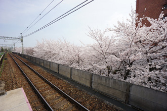 高井戸駅から見た桜
