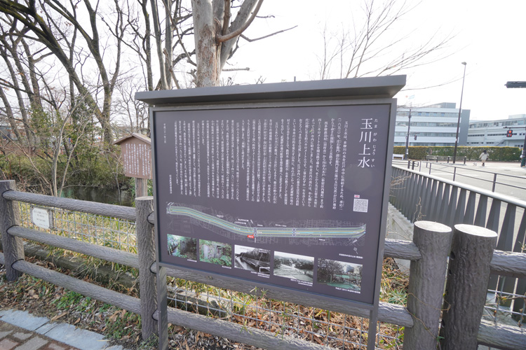 ホタル観賞会場になる玉川上水沿い