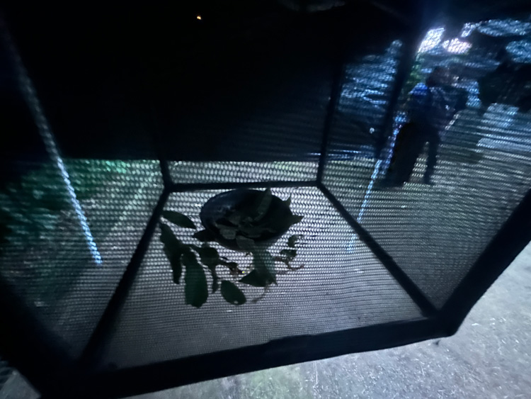 久我山稲荷神社のホタルの入ったネットケージ