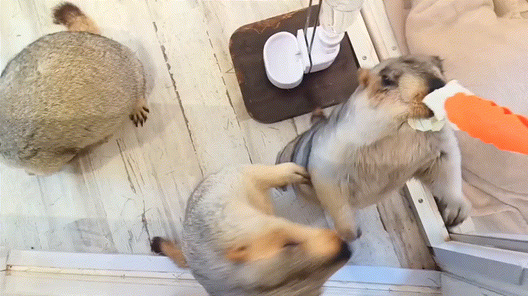 マーモット村で餌を取り合うマーモット