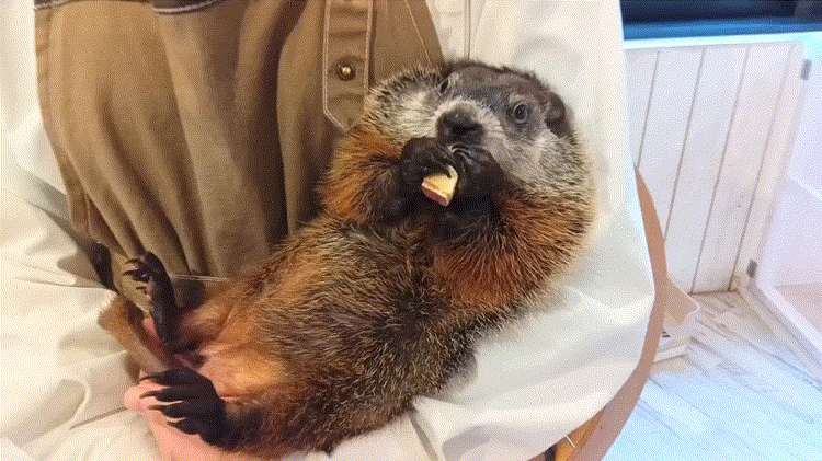 マーモット村の餌を食べるウッドチャック