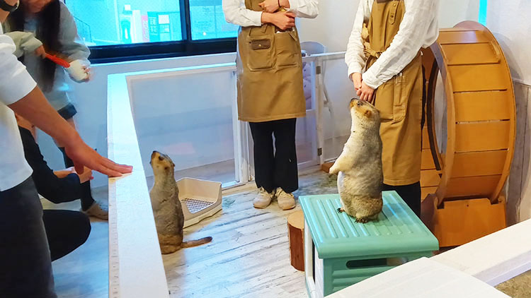 マーモット村の餌やりの様子