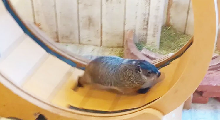 マーモット村のウッドチャック