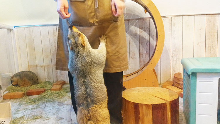 マーモット村のスタッフさんにすがるマーモット