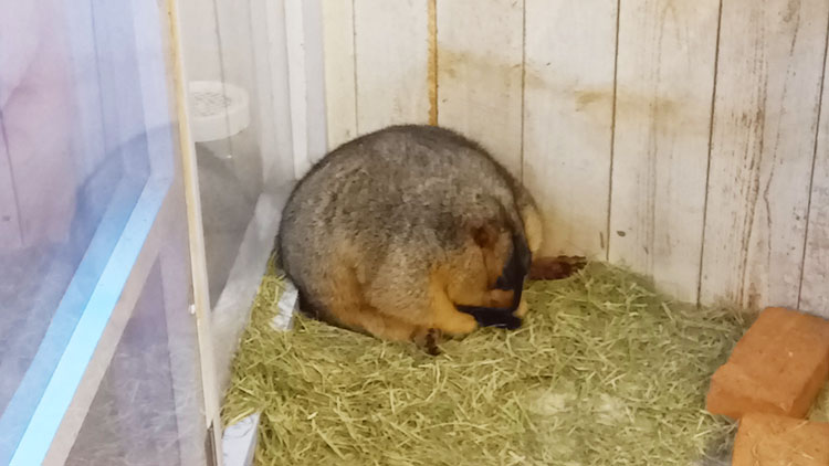 マーモット村のシュールなポーズのマーモット