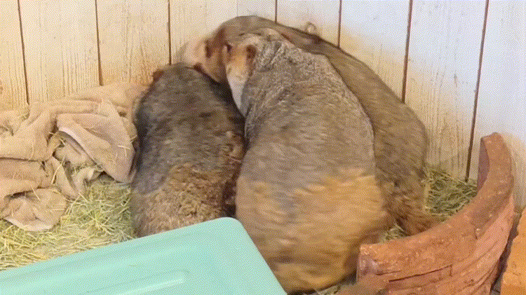 マーモット村で寝るマーモット