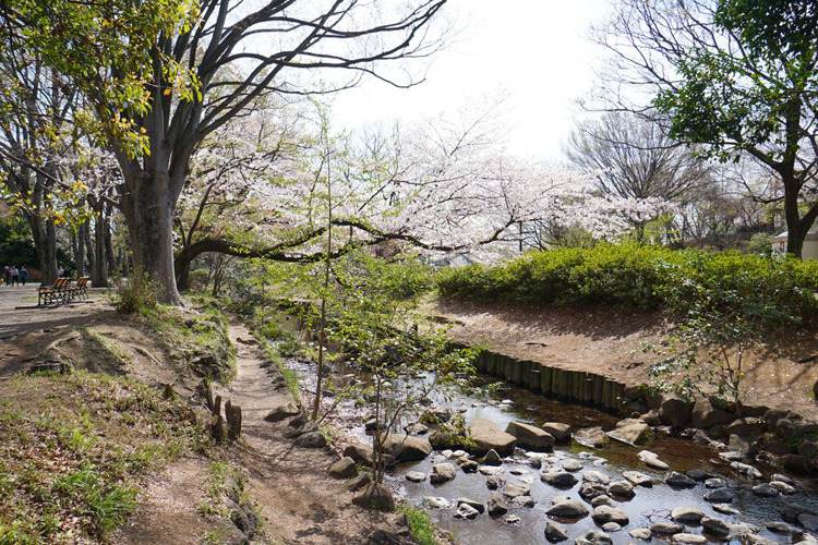 井の頭公園の桜