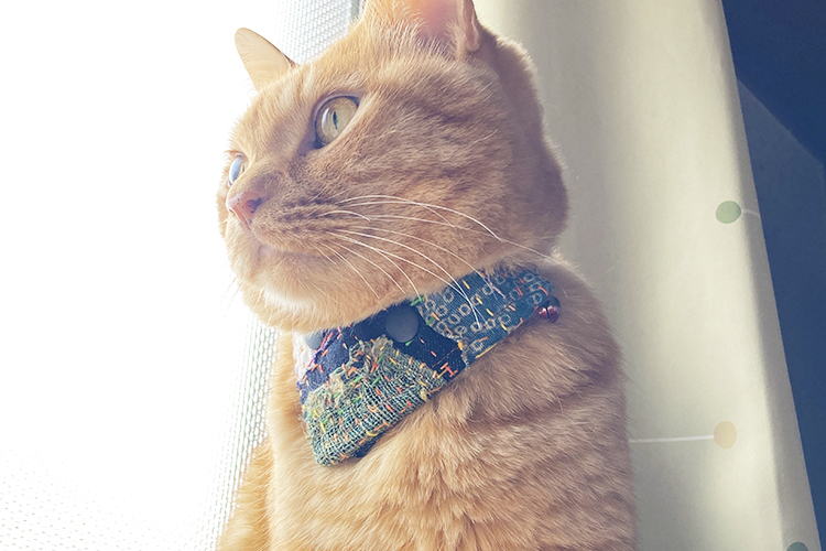 「パタゴニア・東京」猫